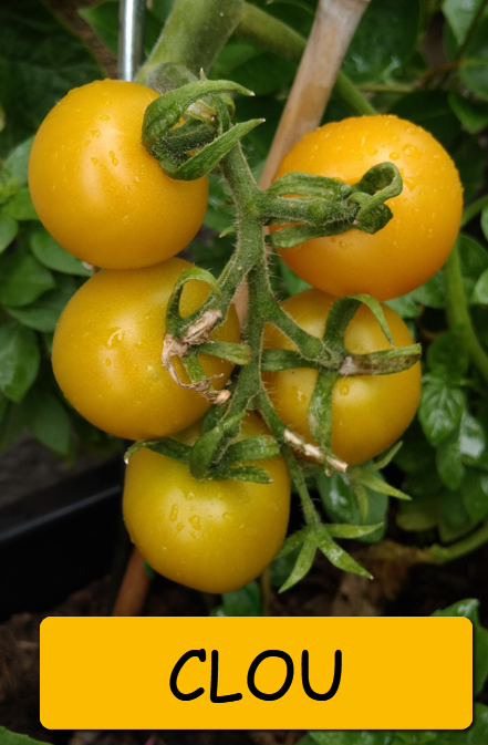 Semínka rajčata tyčkové - různé druhy - 12