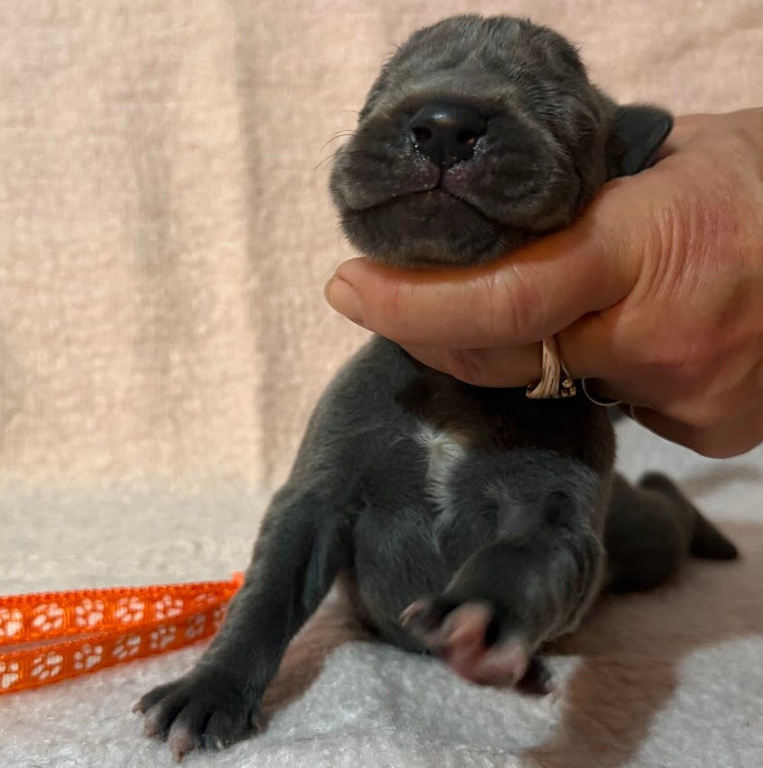 Německá doga modrá s PP - 12