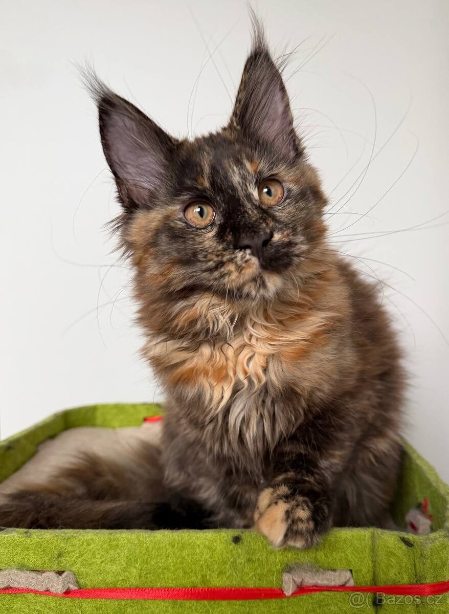 Mainská mývalí koťátka s PP - 12