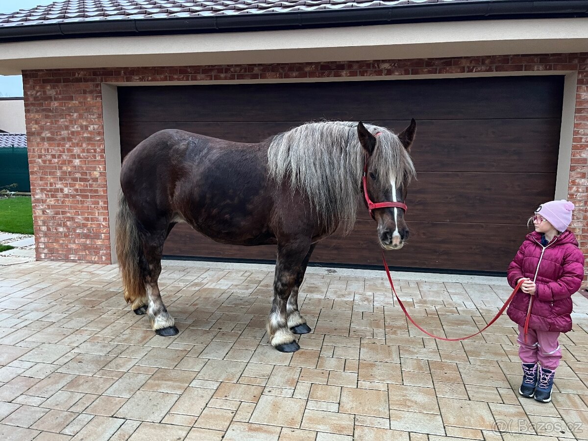 BRETÓNSKA KOBYLA - 12