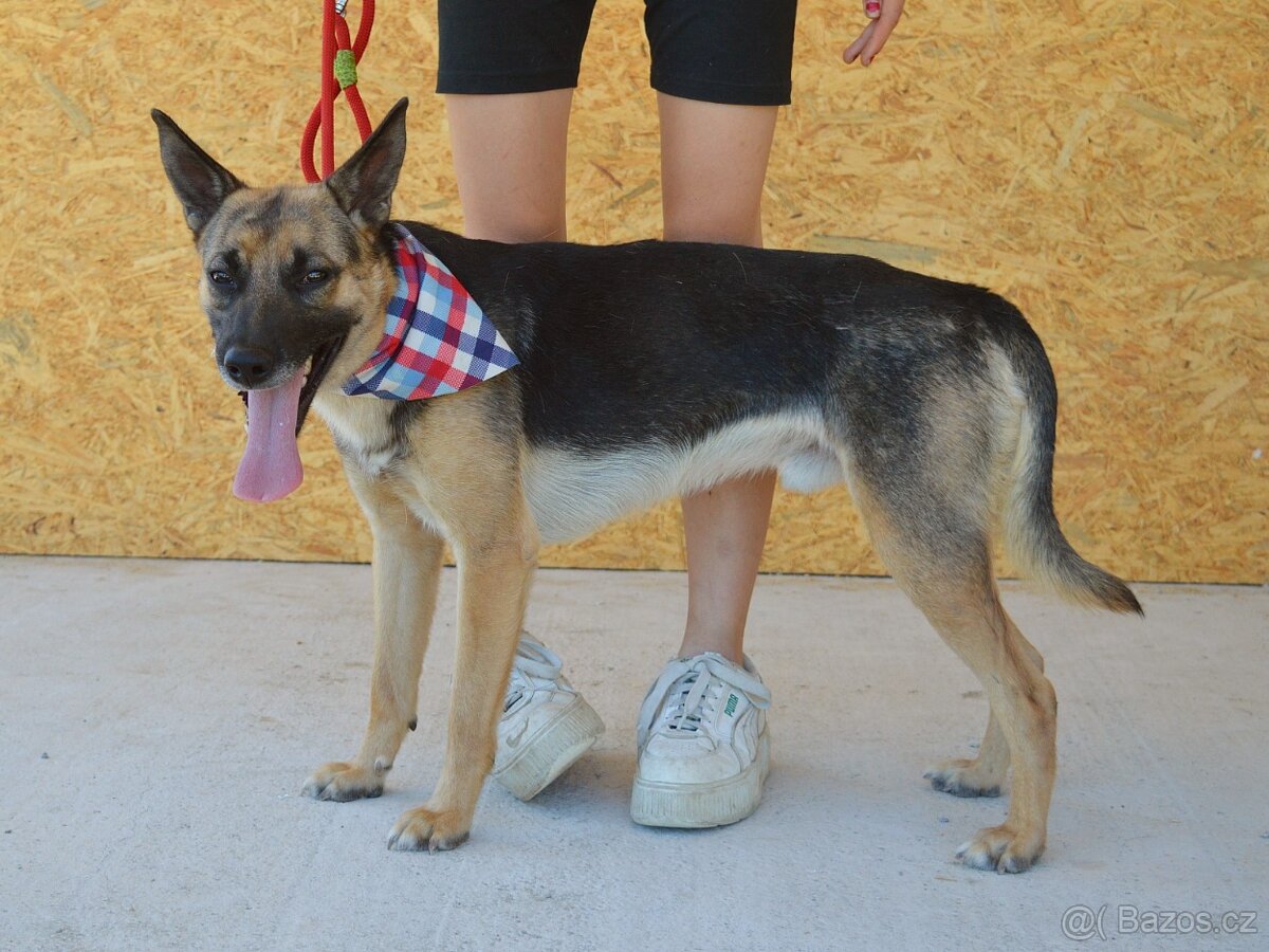 Norton hledá domov - 12