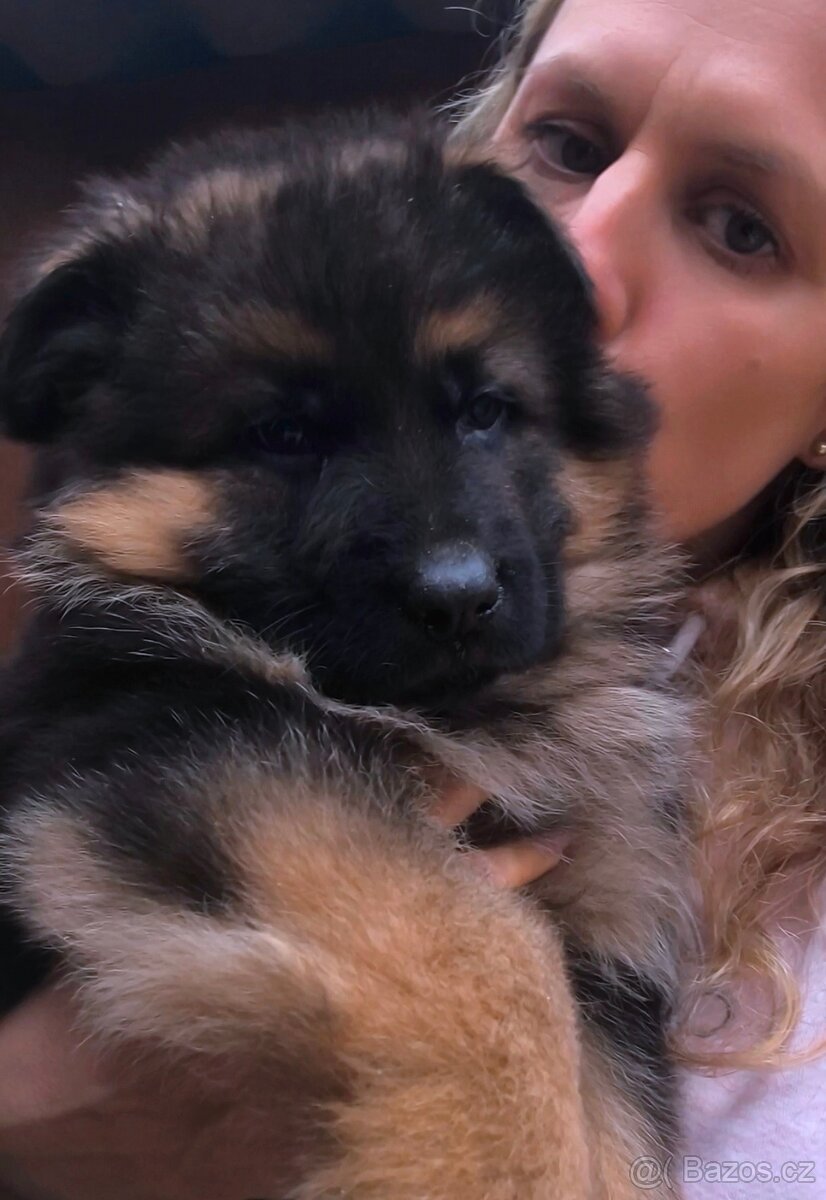 Německý Ovčák - štěňata - 12