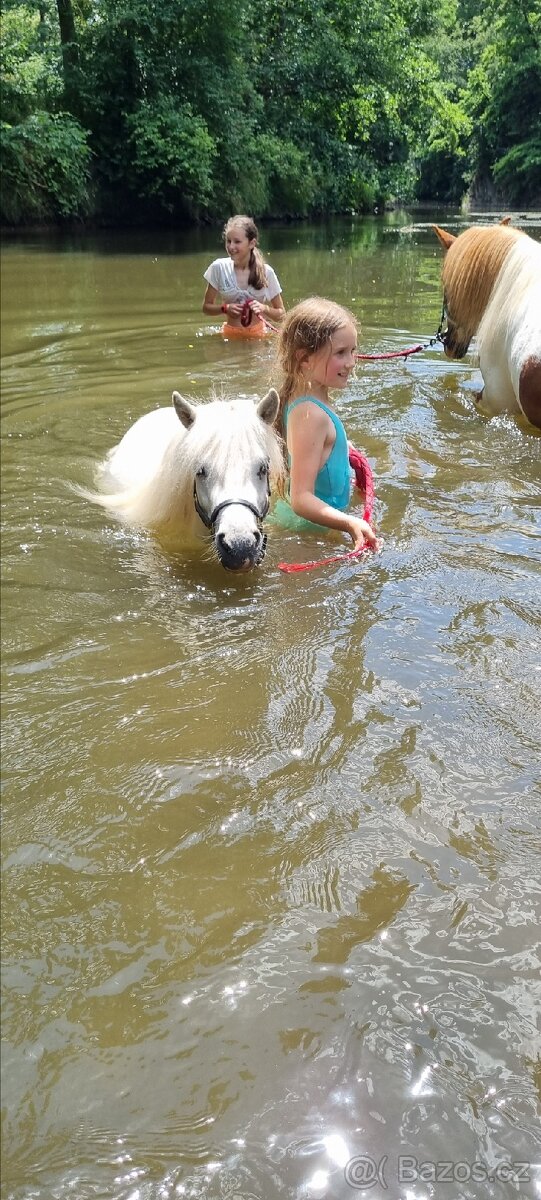 3 lety valach minihorse - 12