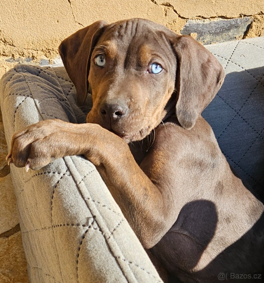 Louisianský leopardí pes - 12