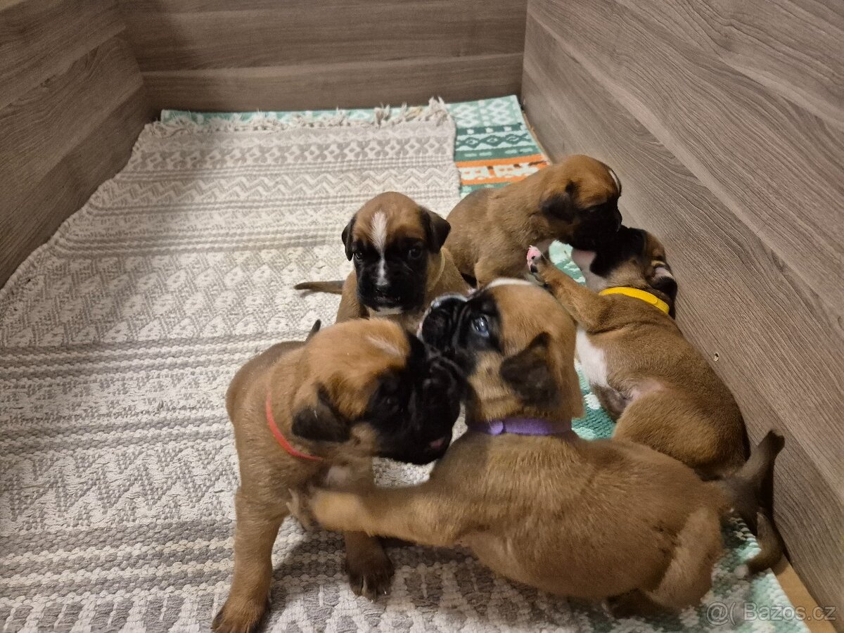 NĚMECKÝ BOXER ŠTĚŇATA narozená 31.10.2025 - 12