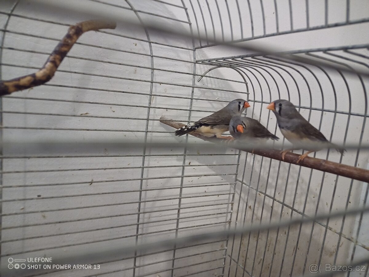 Zebricky, ryzovniky, krepelky. - 12