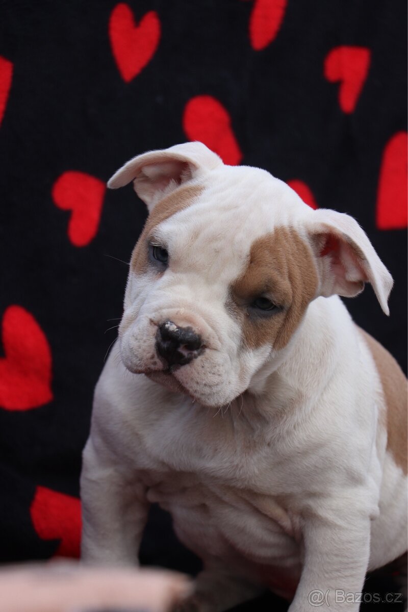 Americký stafordšírský teriér s PP pejsek SPIRIT - 12