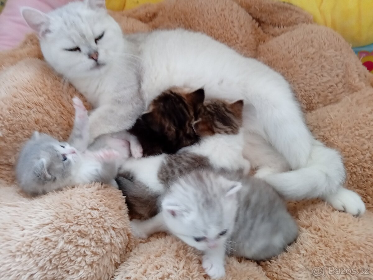 Britská koťátka s PP - 12