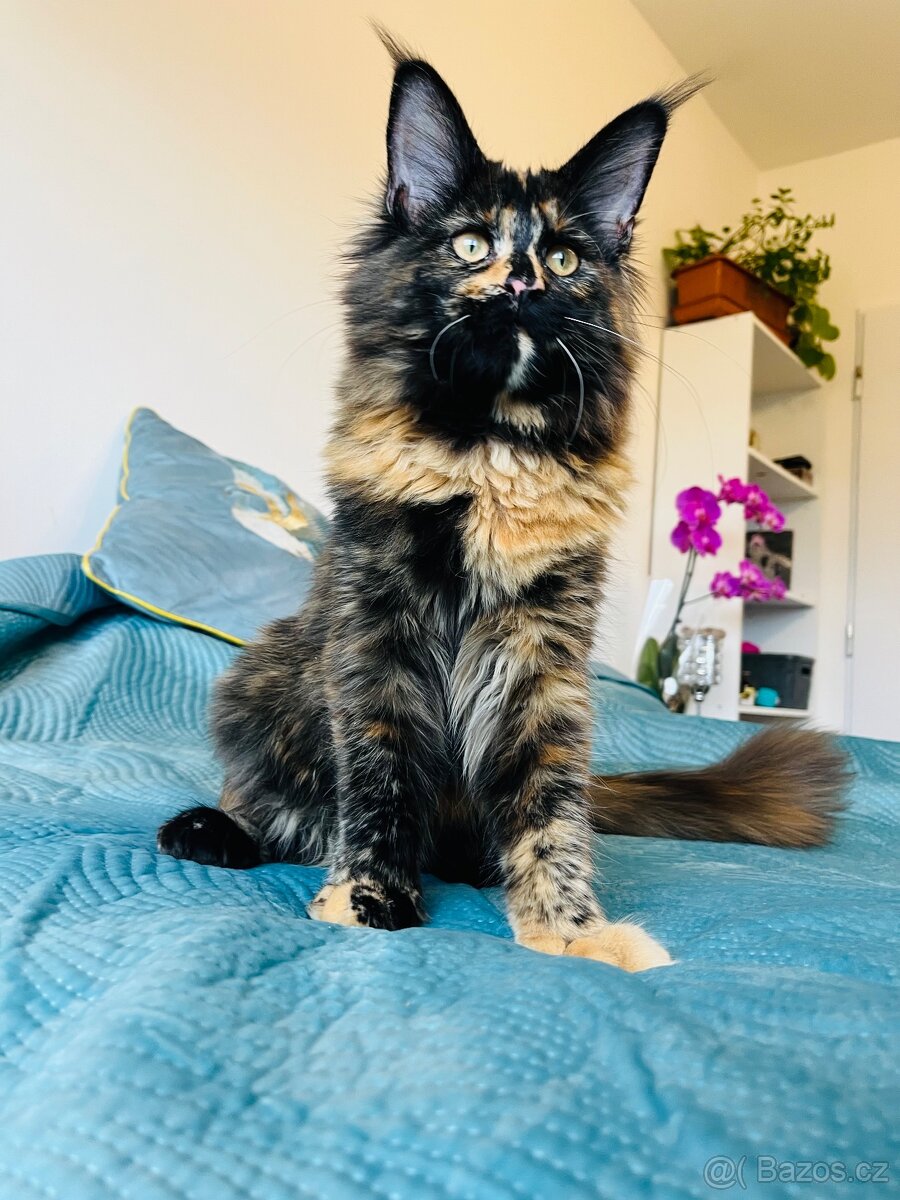 Mainská mývalí s pp - 12