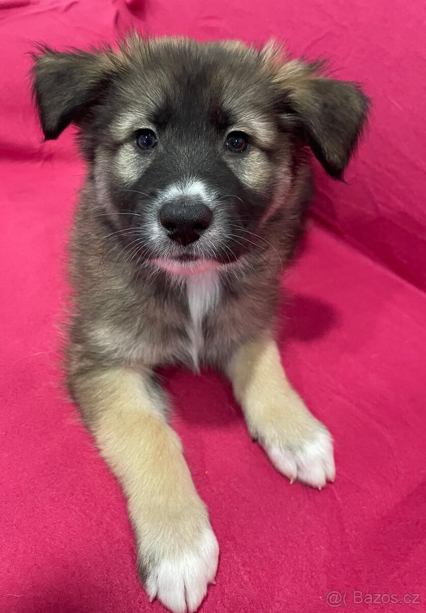 🐾 Exkluzivní štěňata k odběru – silná genetika, skvělé pova - 12