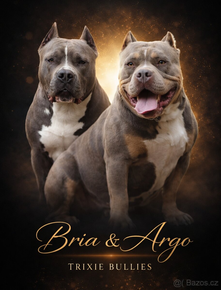 American Bully Standard - 12
