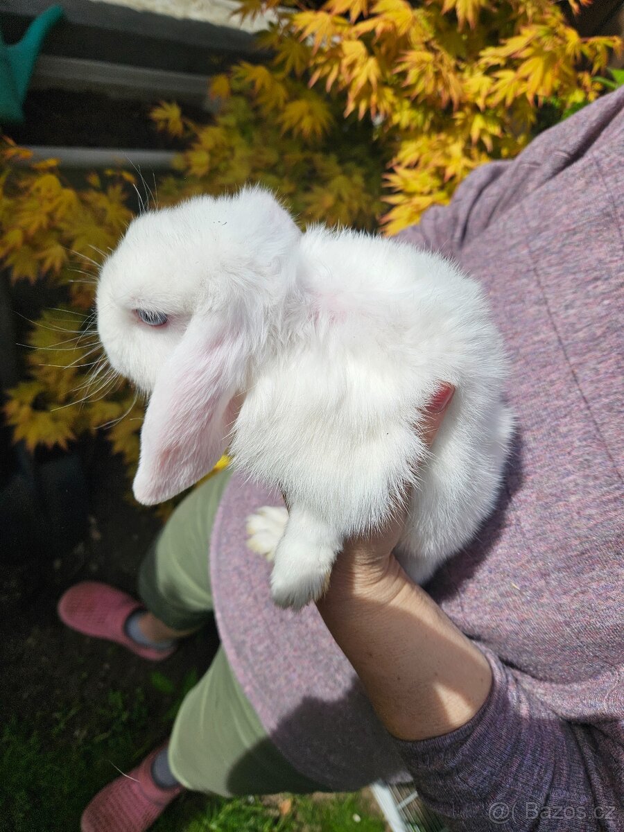 Zakrslý králík - 12