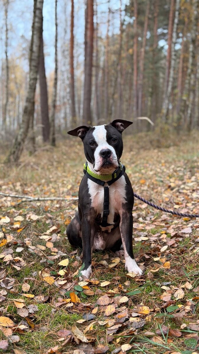 LUCKY K ADOPCI - jemný, přátelský mazel - 12