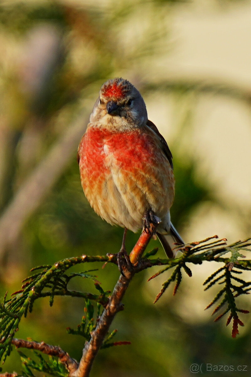 Sony FE 200-600mm F/5,6-6,3 + neopren + UV 95mm TOP STAV - 12