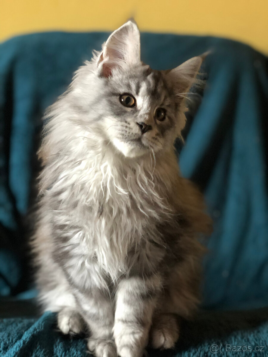 Mainská mývalí sPP - 12