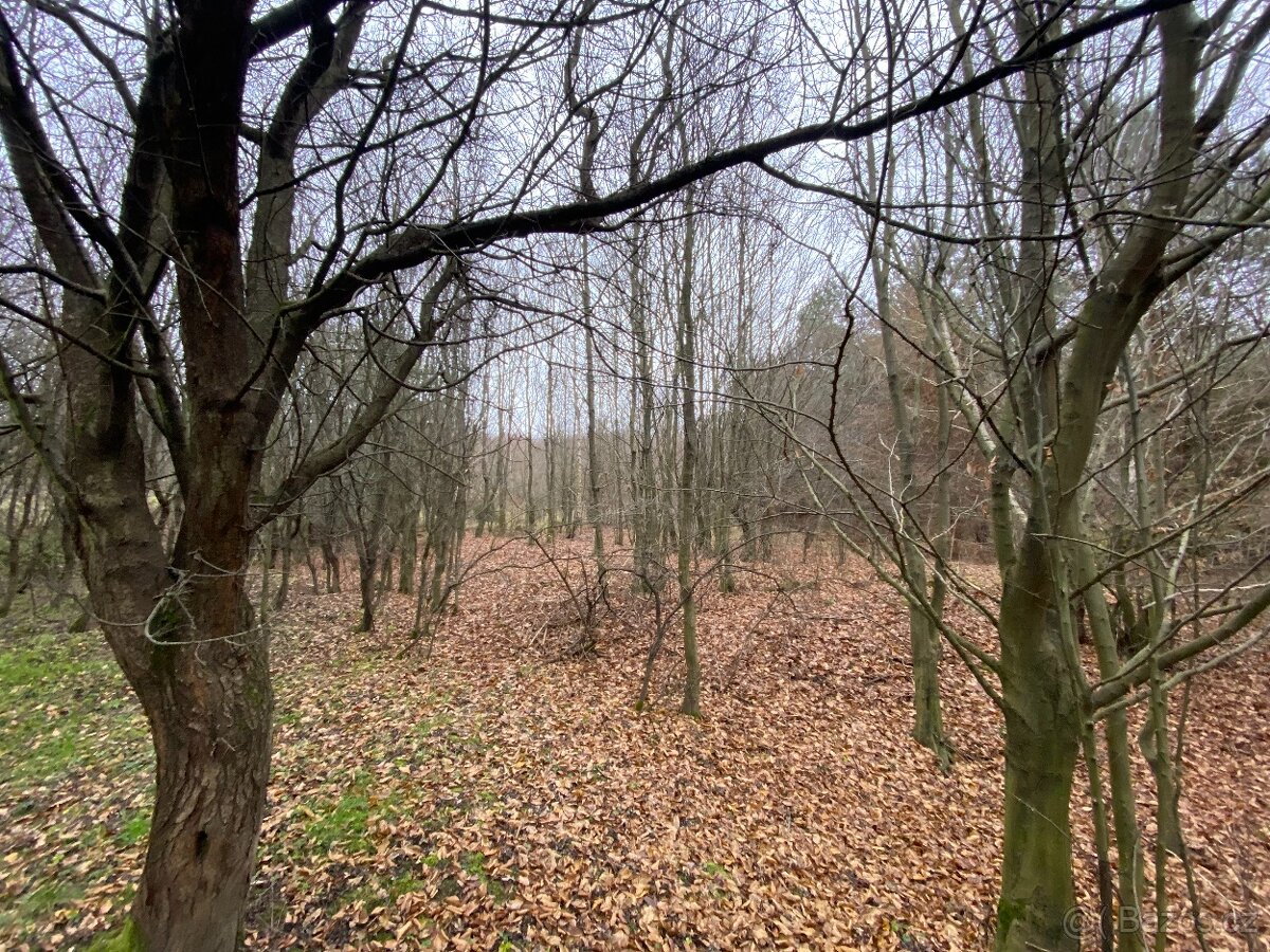 Lesní pozemek Šarovy - 12