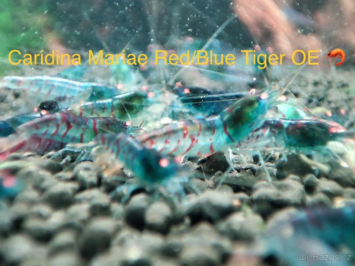 TOP PREMIUM Akva Krevetky Caridina a Neocardina - Odchovy - 12