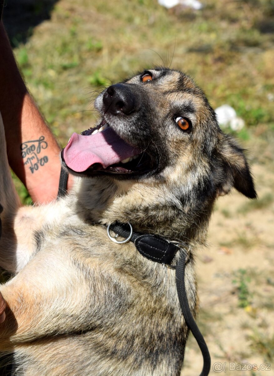 ADDY K ADOPCI - 3 ROKY, MILÁ, UČENLIVÁ, VDĚČNÁ - 12