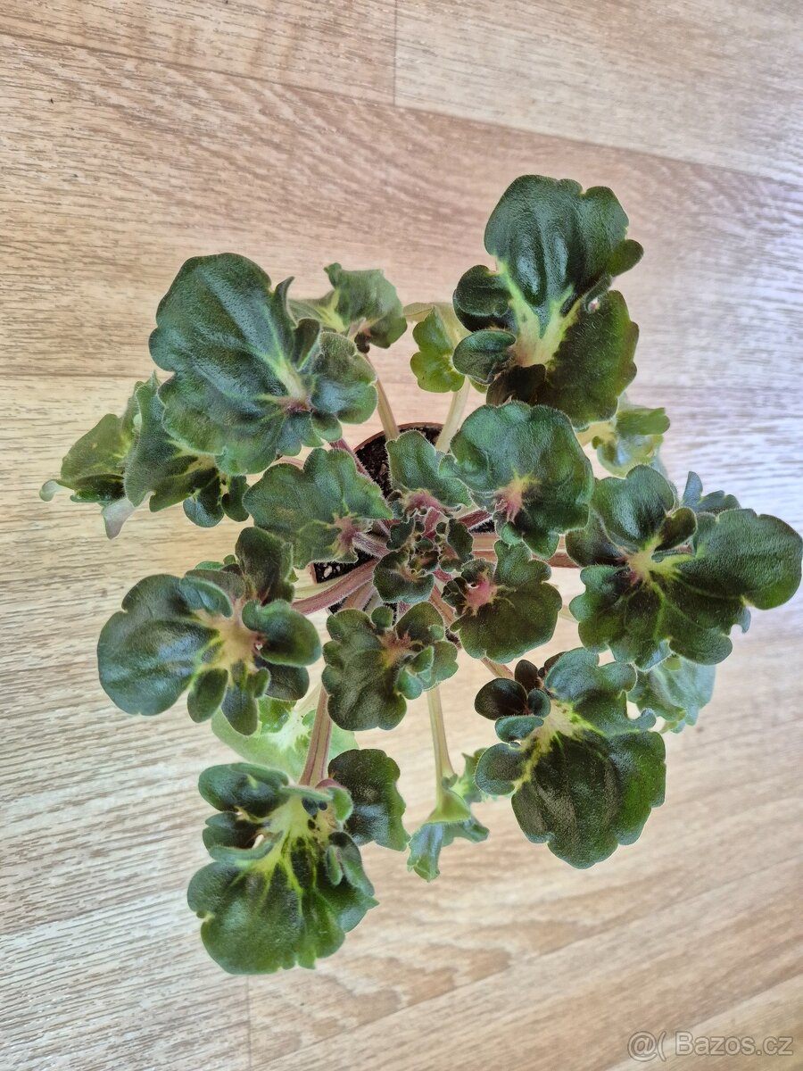 Africké fialky - Saintpaulia - 12