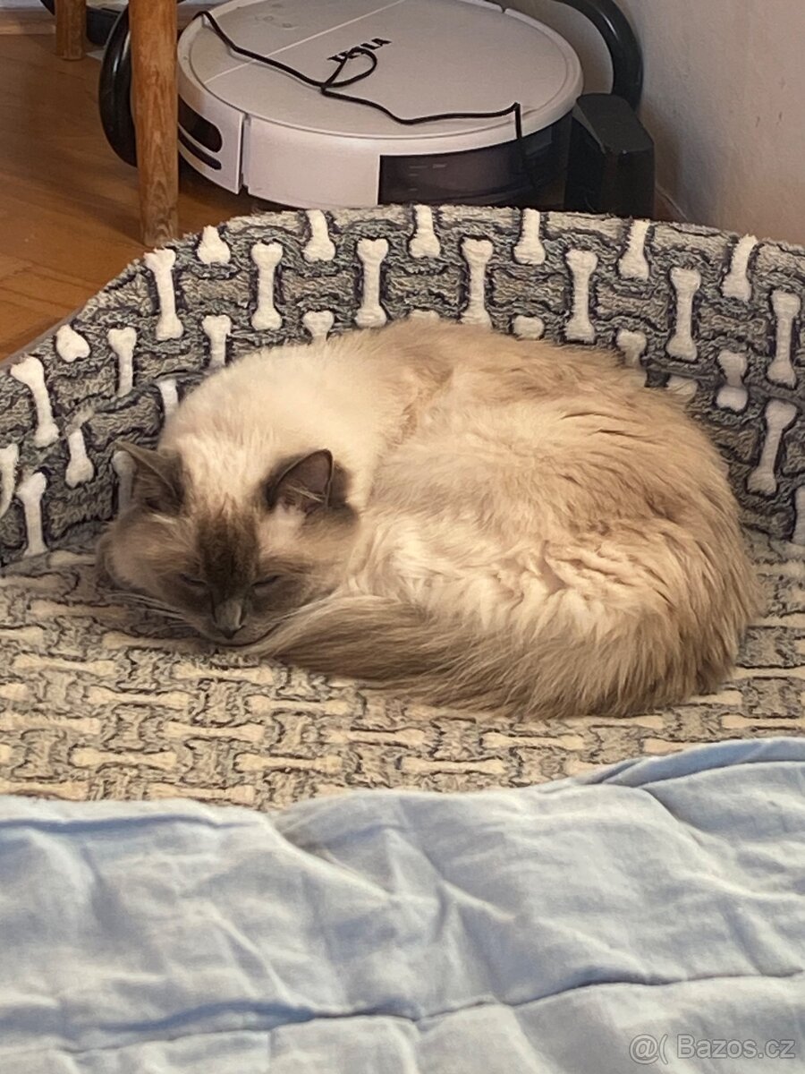 Hledám dočasnou péči pro Ragdoll kočičku - 12