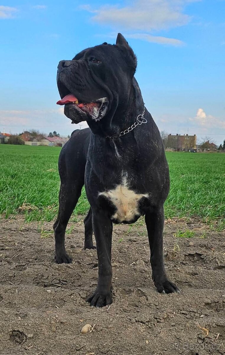 Cane corso s PP - 12