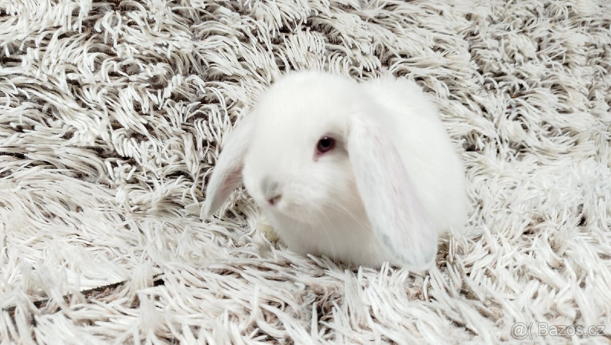 Zakrslý beránek, králíček, králík - MOLLY - 12