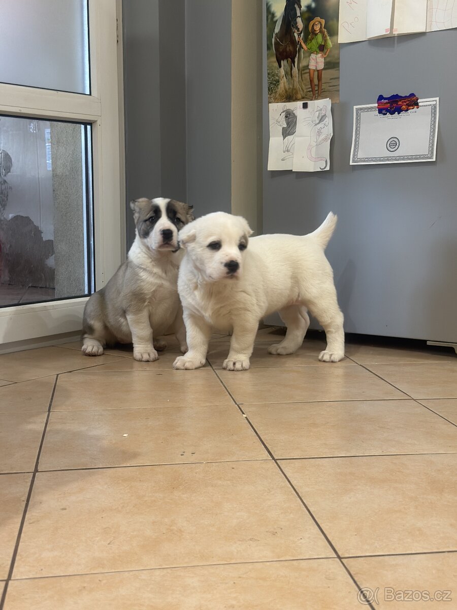 Středoasijský pastevecký pes štěňátka - 12