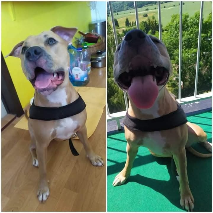 Americký stafordšírský teriér - 12