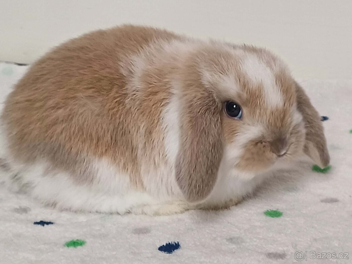 ★Volný Sameček Zakrslý Beránek MiniLop★ - 12