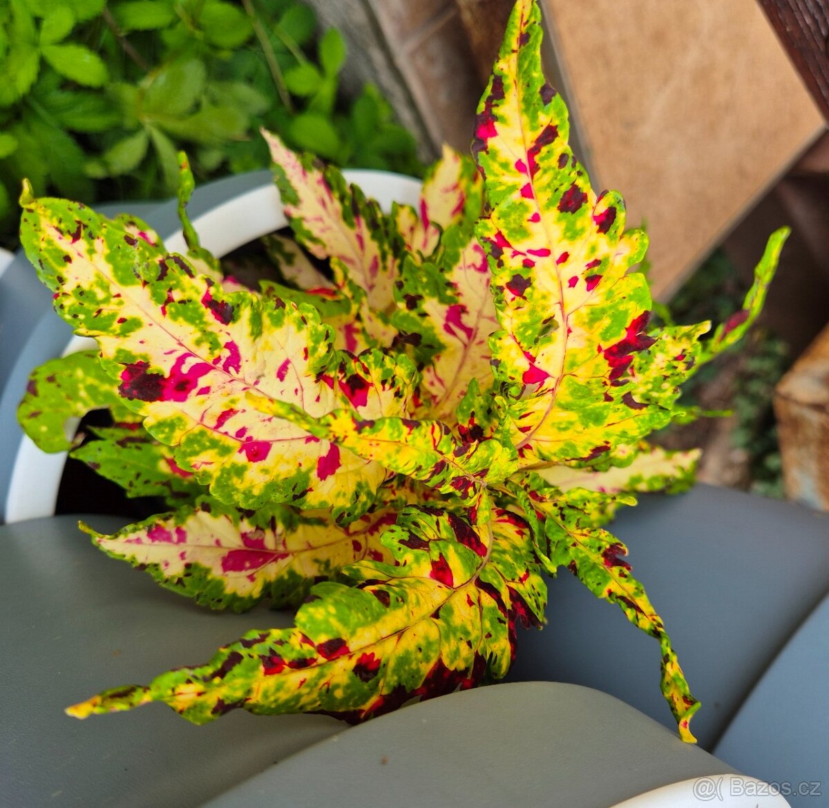 Africké okrasné kopřivy COLEUS SEMENA - 12