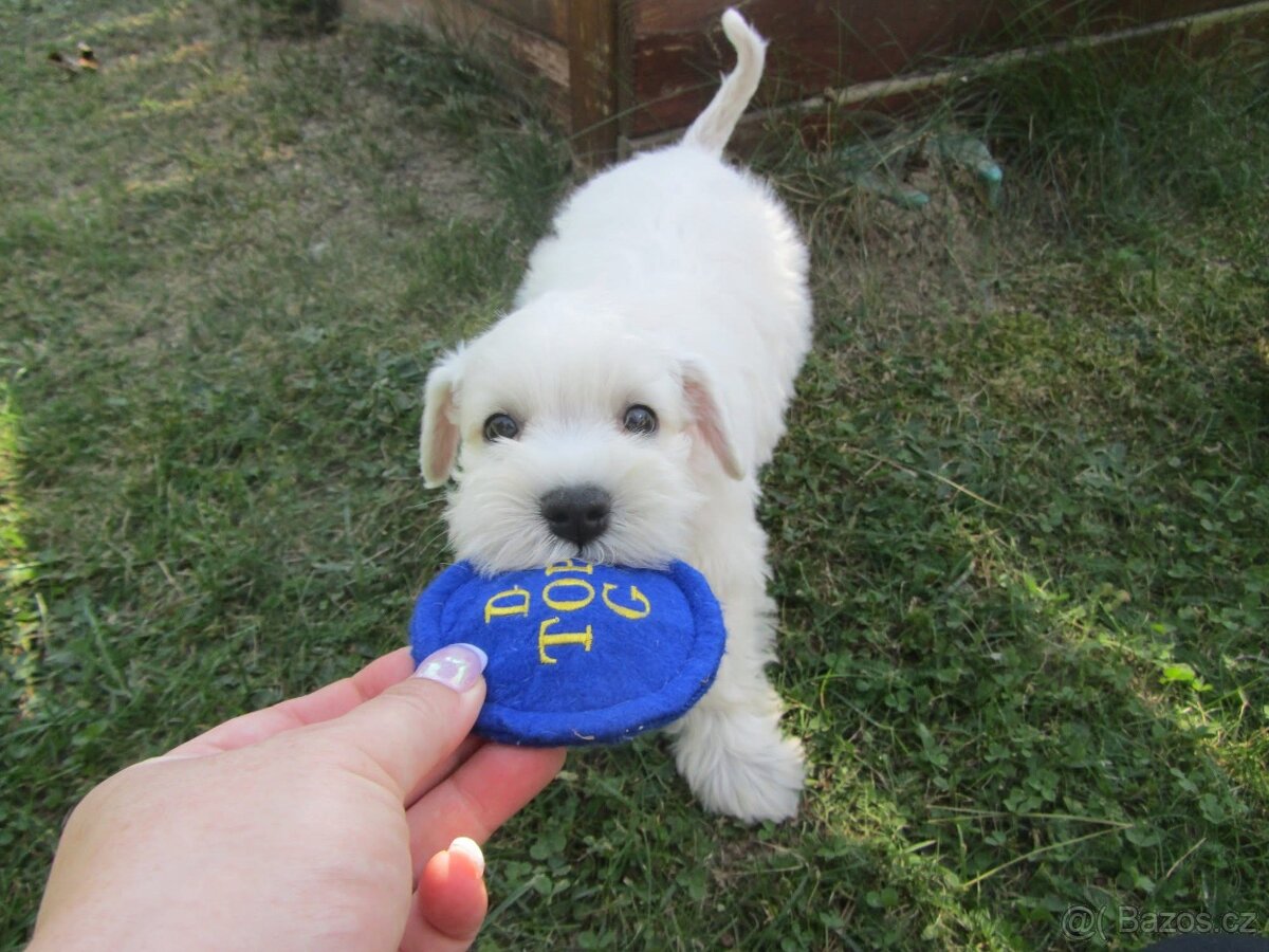 Knírač malý bílý s PP - CHS Švarcava - 12