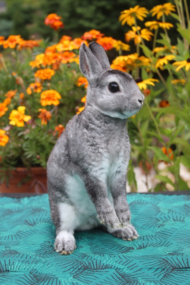 Zakrslý REX činčilový s PP - 12