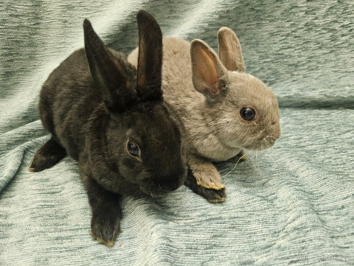 Zakrslý králíček - 12