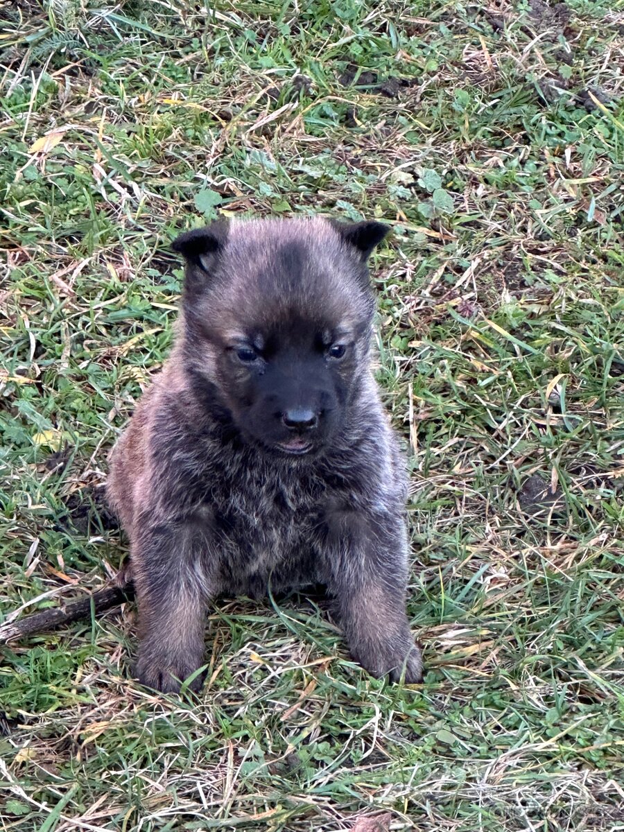 Belgický ovčák Malinois X německy ovčák - 12