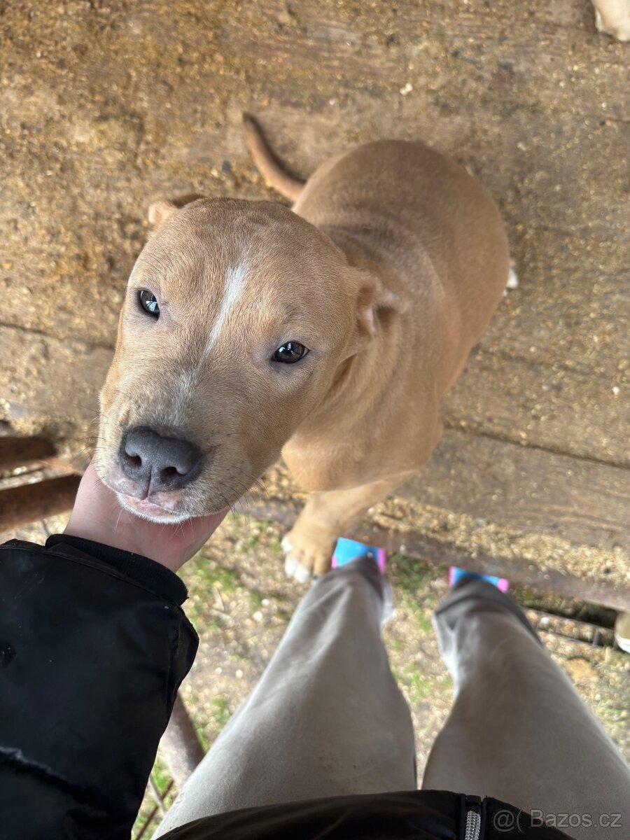 Americký stafordsirsky terier, Stafford, amstaf - 12