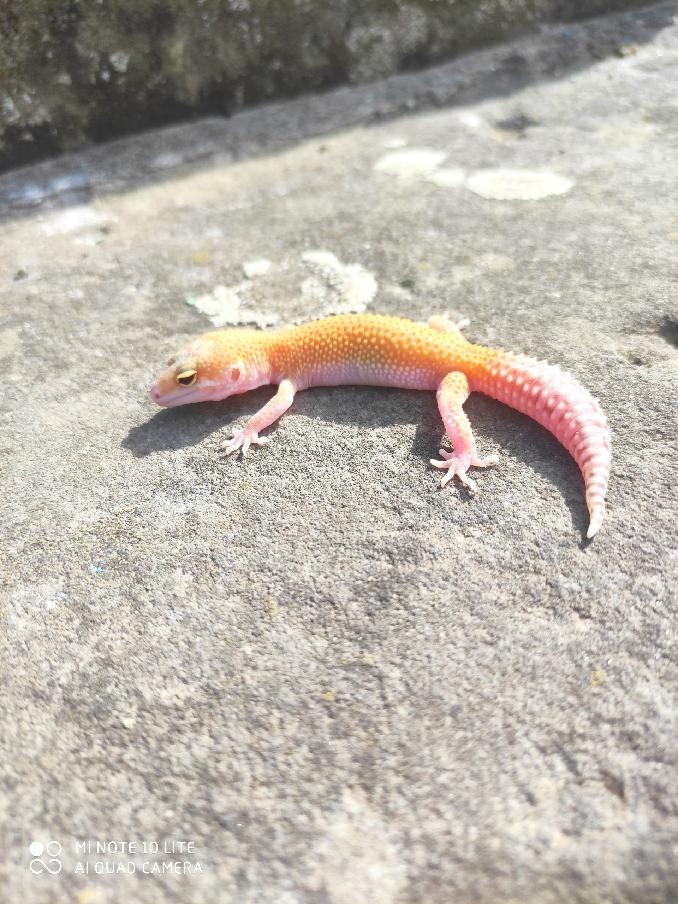 gekončík noční, terárium - 12