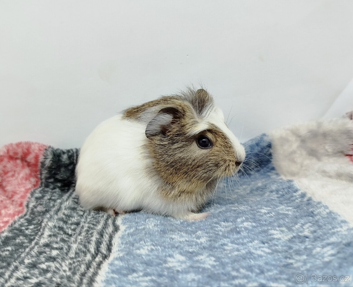 Morče, Morčata, Morčátko, Morčátka - SAMIČKY - 12