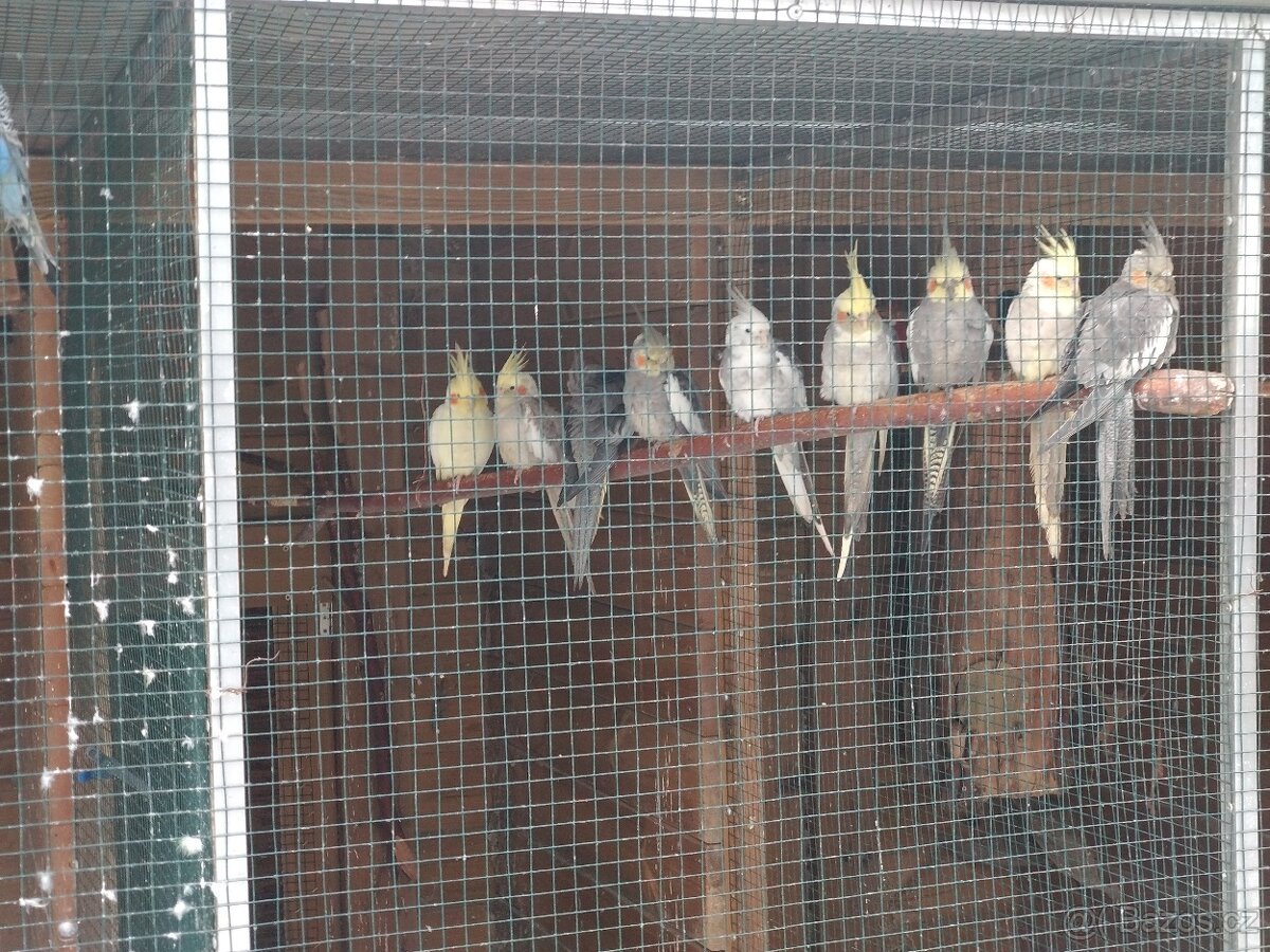 Prodám letošní odchovy. 2025 - 12