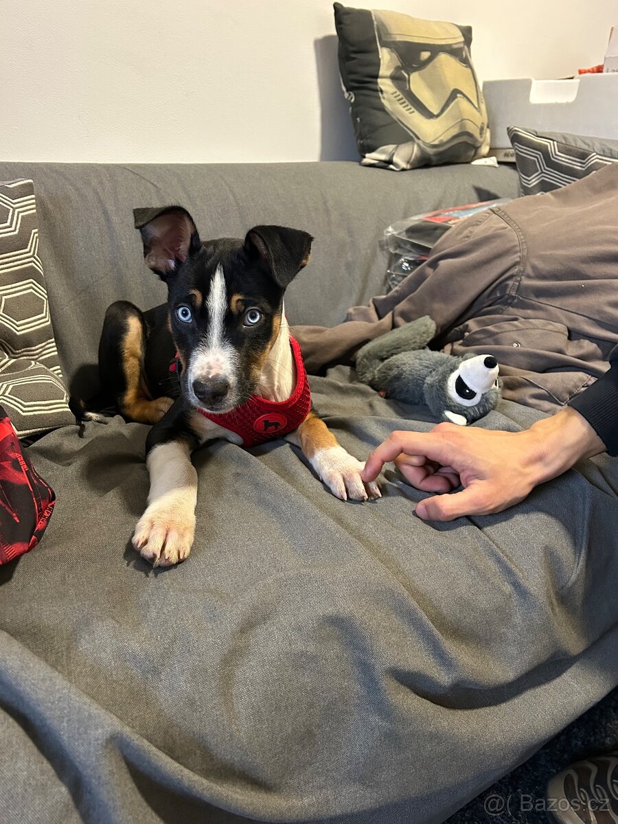 Štěně do dobrého domova - 12