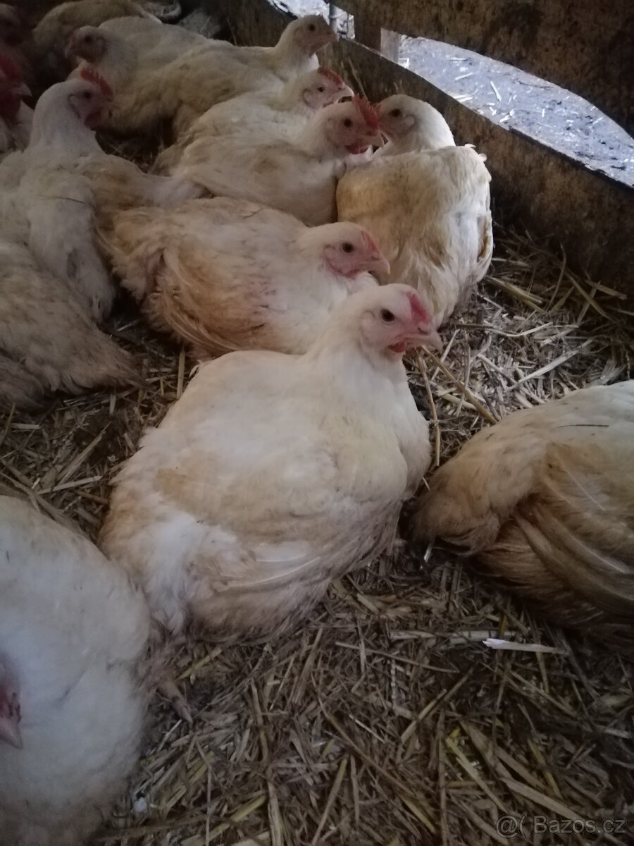 Domácí kuřata a kachny - 12