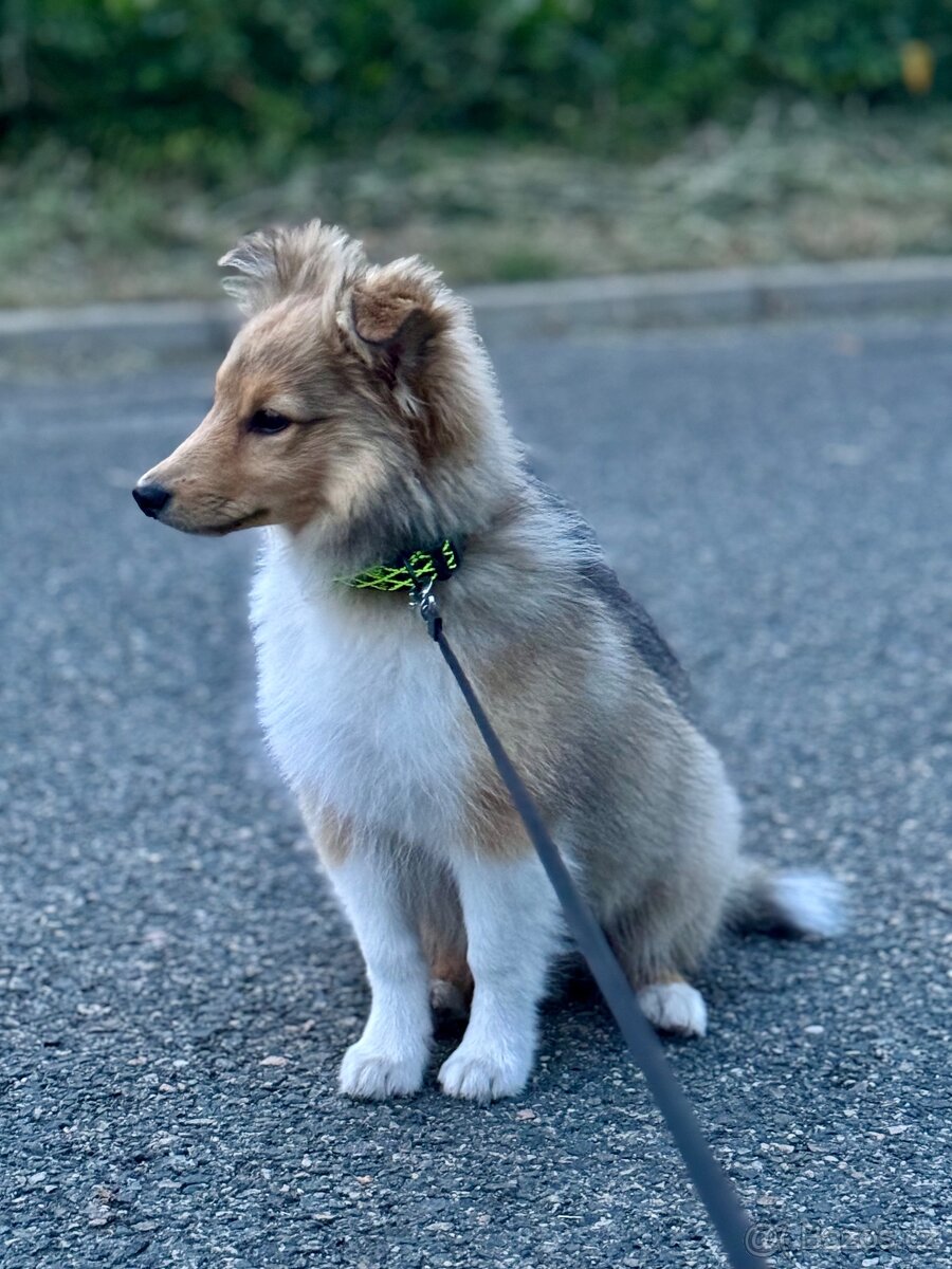Sheltie dlouhosrsta s PP - kryti - 12