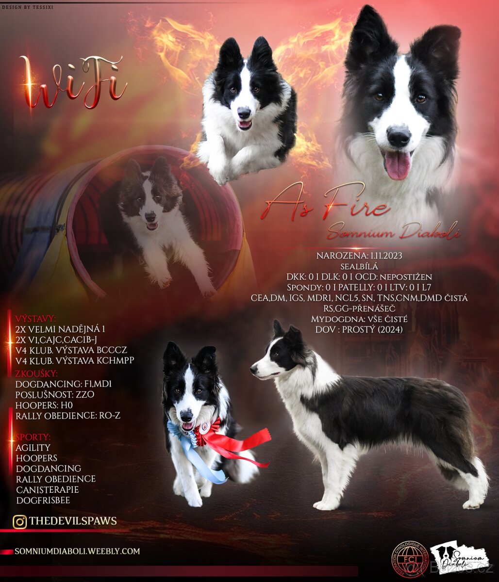 Border kolie s PP štěňata - 12