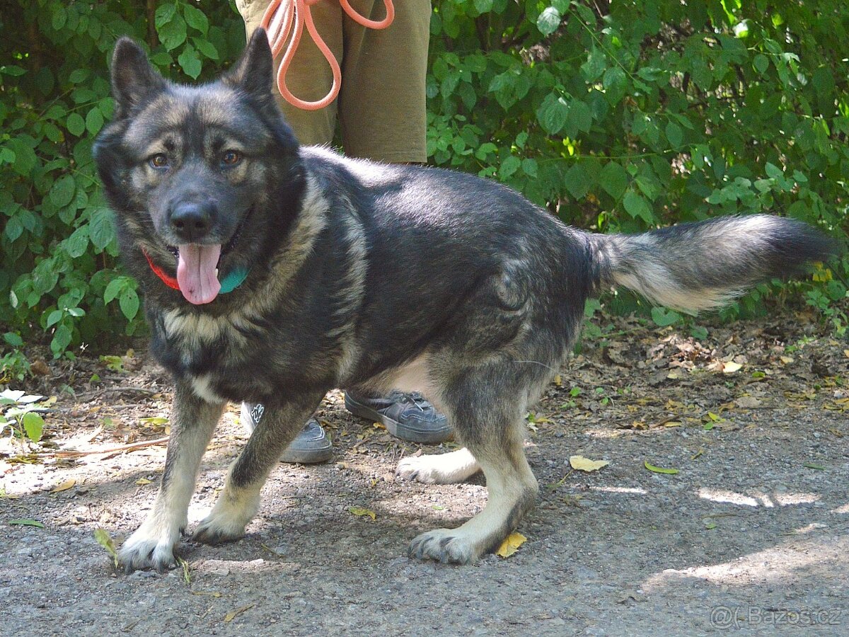 🐾 SIMBAD – energický hrdina s velkým srdcem - 12