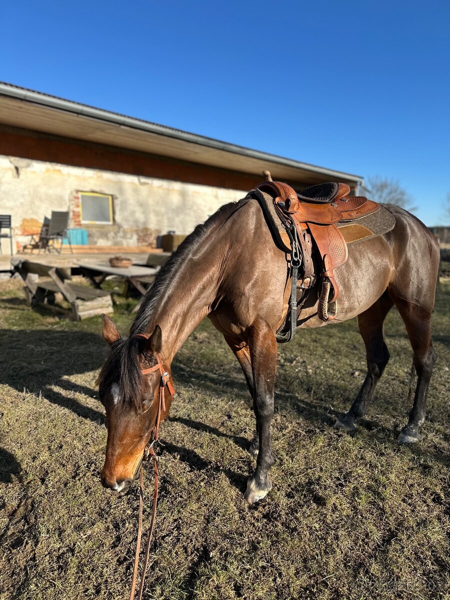 Klisna / Klusák / 7let / Prodej - 12