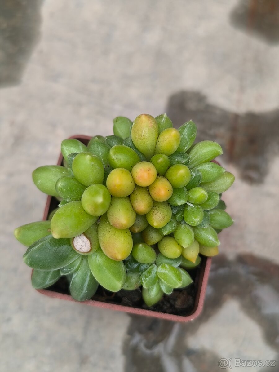 Sukulenty a kaktusy - 12