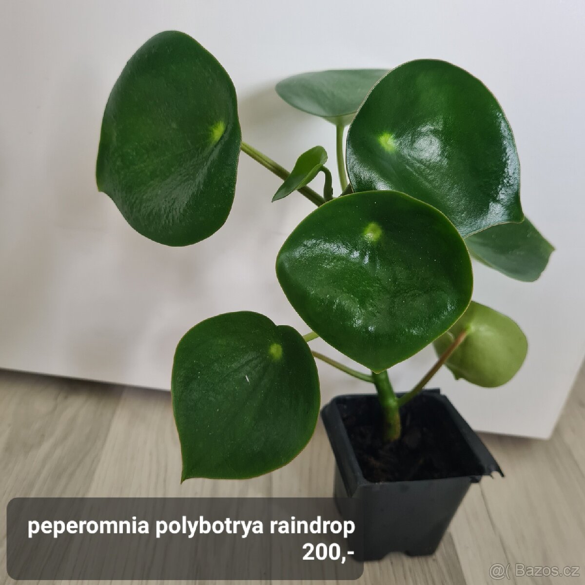 Pokojovky / pokojove rostliny - 12