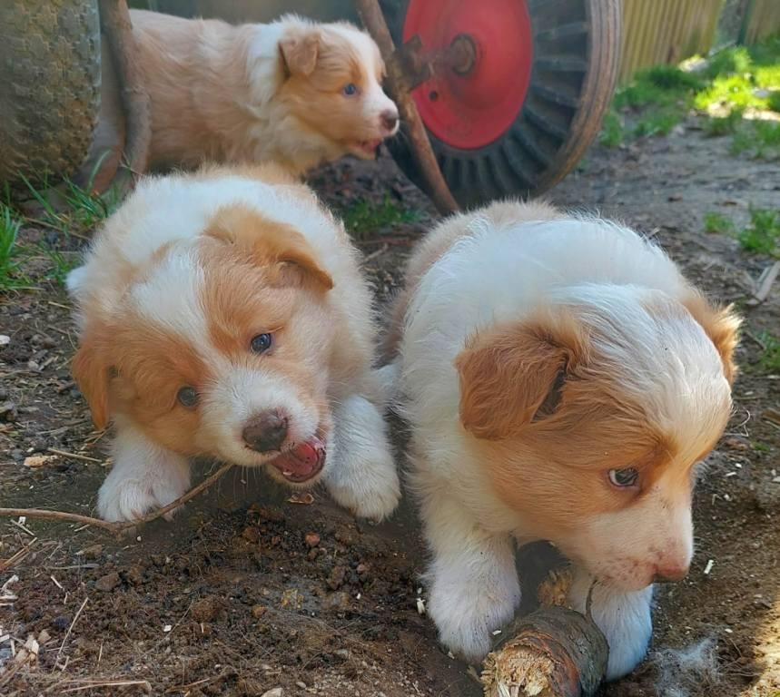 border kolie ee - red - 12