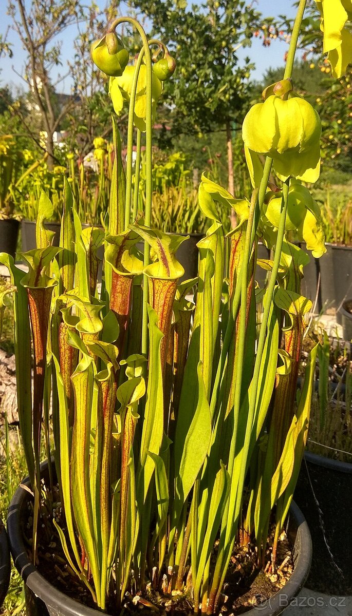 Venkovní masožravé rostliny - 12