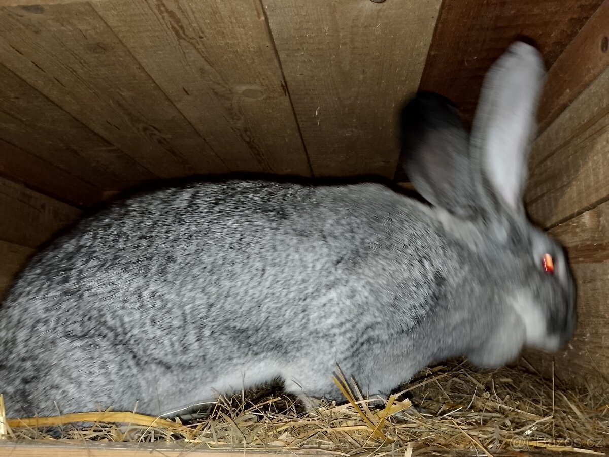 Belgický obr čin - 12