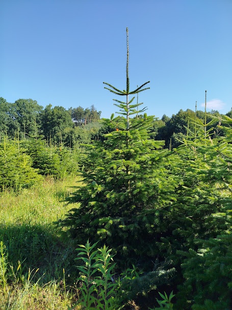 svazek větví jedle kavkazská borovice vánoční stromek - 12